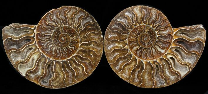 Cut & Polished Ammonite Fossil - Crystal Chambers #39508